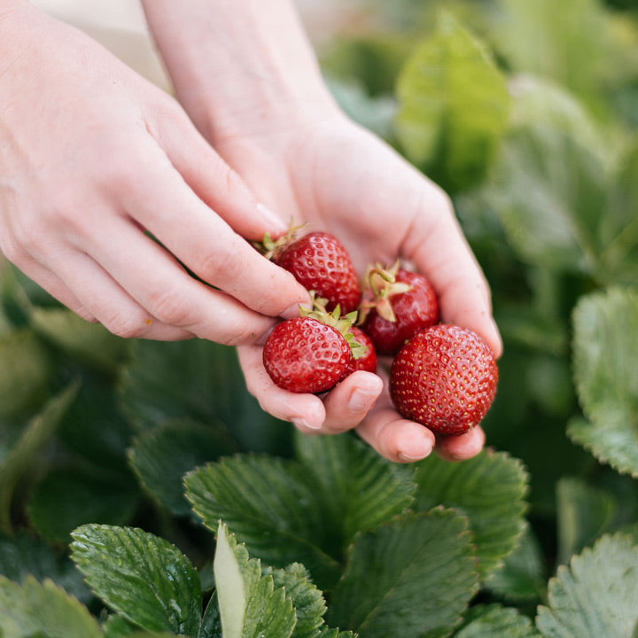 Gepflückte Erdbeeren